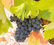 novedades_web