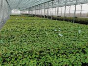 seedlings-in-the-greenhouse