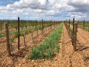 vinedo-eco-riscal-rueda