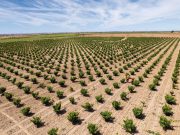 pintia_vinedo_junio_025_2024