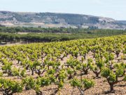 alion_vinedo_verano